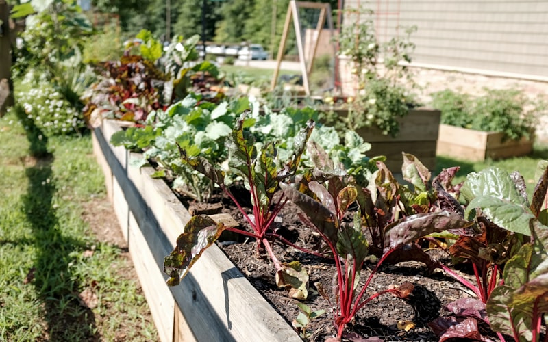 100pcs Weisse Monstera Palm Turtle Blatter Pflanzensamen Garten