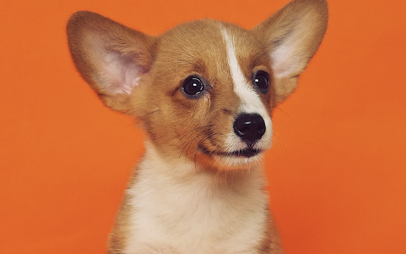 12 Kreis Handgewickelten Schwarzen Nebel Balance Tattoo Masc