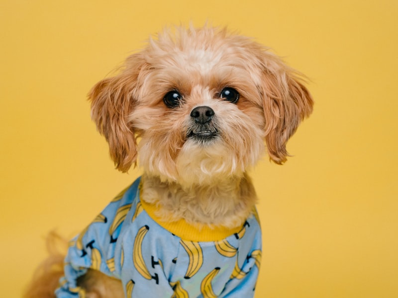 Caseno Design Bucket Calendar Tourbillon Automatic Men S Wat