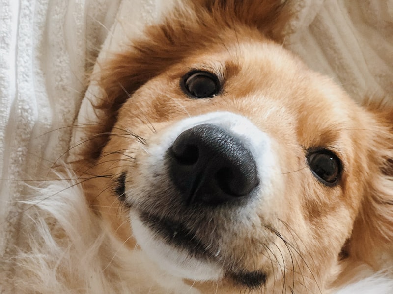 Kaninchen Kleines Haustier Haschen Kasten Bugel Hamster West