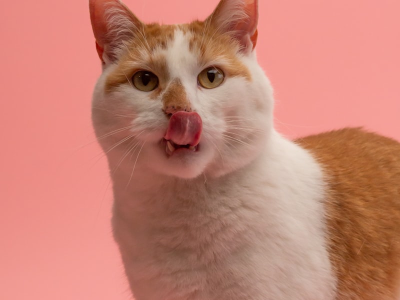 Handkurbel Harry Potter Holz Spieluhr Musical Spielzeug Sammlung